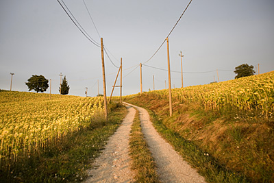 Italy - Umbria - A winding road and a field of sunflowers 