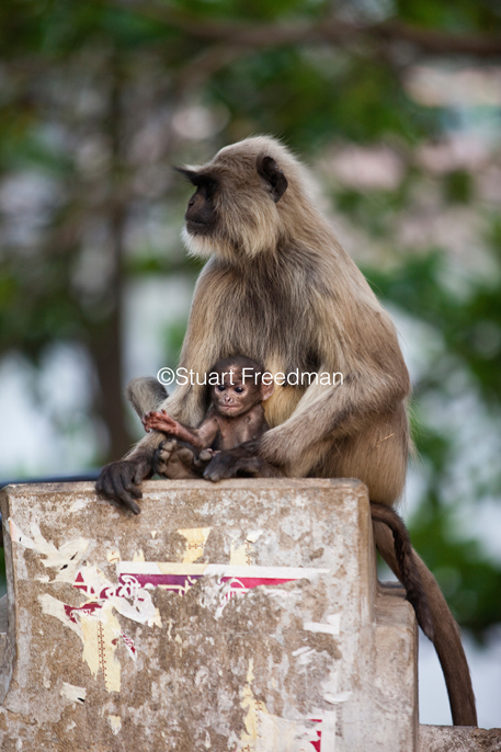 India - Chandanagore - A Langur mother and child on a wall by the river Hooghly